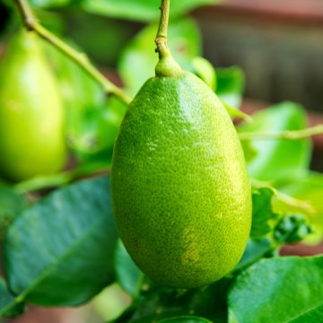 Learn About Indigenous Food Culture In Australia?