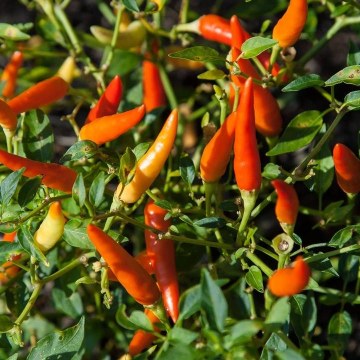 A Hot Guide to Chillies in Australia: Types, Heat & Handling Tips