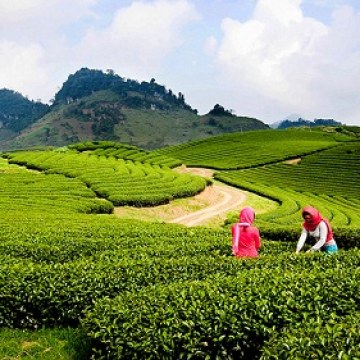 Why Green Tea Is Good For You?