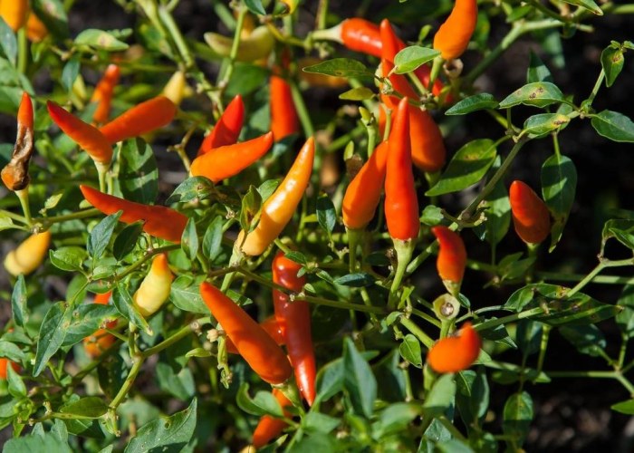 A Hot Guide to Chillies in Australia: Types, Heat &amp; Handling Tips