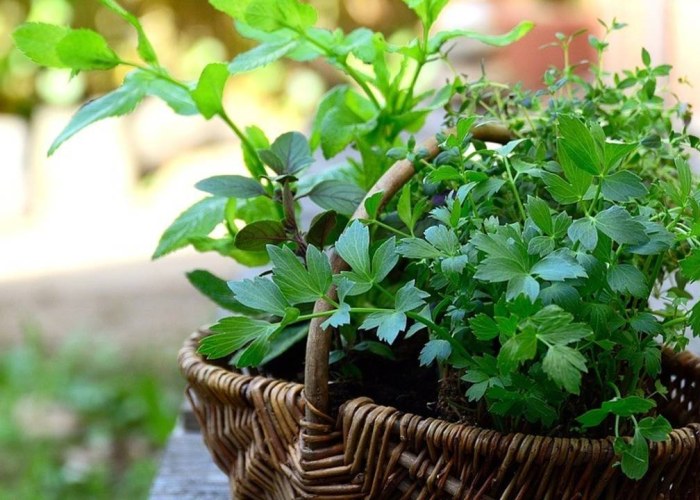 How To Keep Your Herbs Fresh