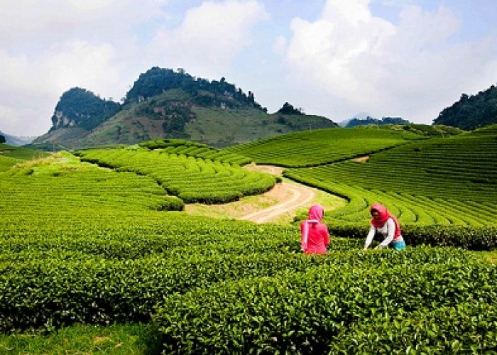 Why Green Tea Is Good For You?