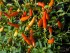 A Hot Guide to Chillies in Australia: Types, Heat & Handling Tips