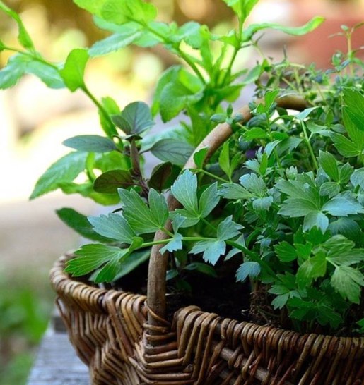 How To Keep Your Herbs Fresh